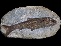 藏品(遮目魚類化石)的圖片